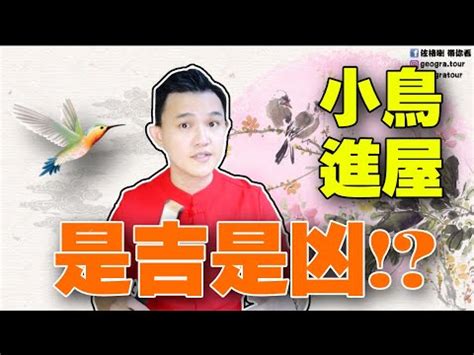 燕子飛進家|【有鳥飛進家裏】有鳥飛進家裡！破解常見迷信，揭開牠飛來的真。